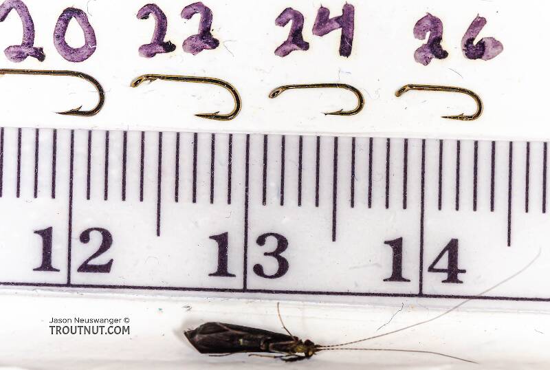 Ruler view of a Mystacides sepulchralis (Leptoceridae) (Black Dancer) Caddisfly Adult from the Neversink River in New York The smallest ruler marks are 1 mm.