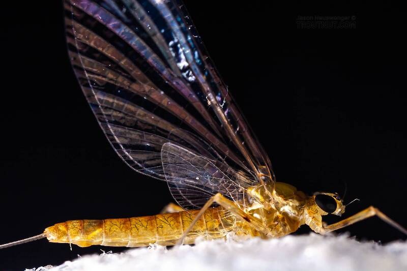 Female Epeorus frisoni (Heptageniidae) Mayfly Spinner from Mystery Creek #23 in New York