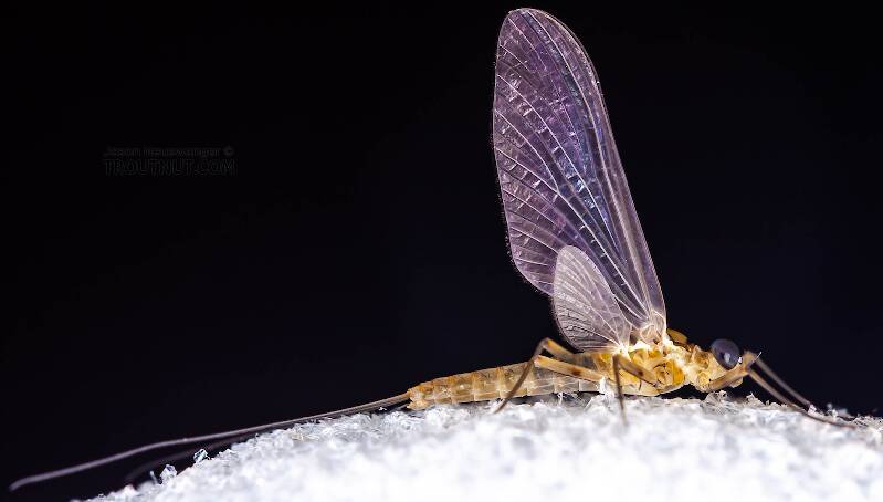Lateral view of a Male Epeorus frisoni (Heptageniidae) Mayfly Dun from Mystery Creek #23 in New York