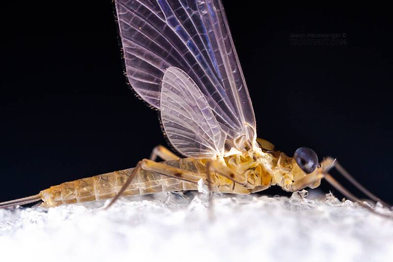 Male Epeorus frisoni (Heptageniidae) Mayfly Dun from Mystery Creek #23 in New York