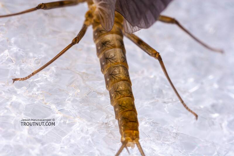 Dorsal view of a Male Epeorus frisoni (Heptageniidae) Mayfly Dun from Mystery Creek #23 in New York