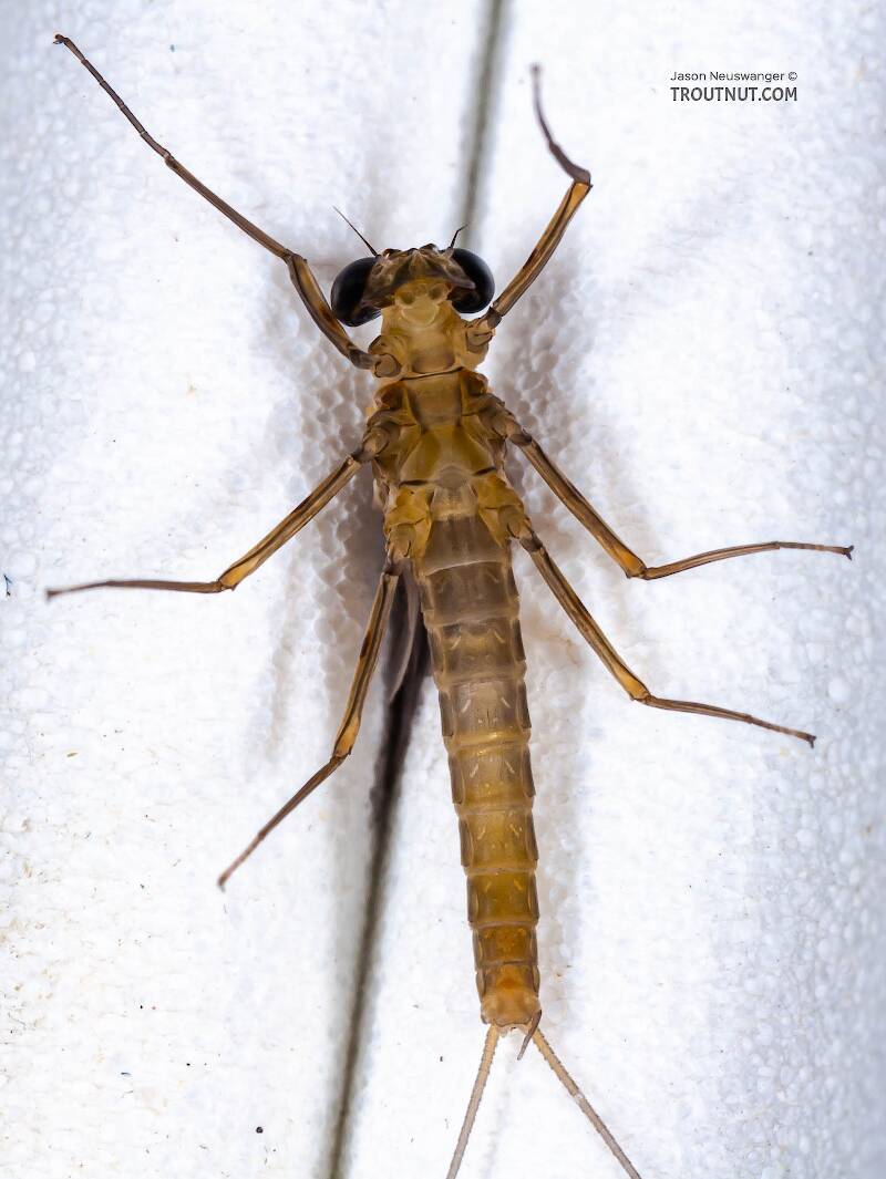 Ventral view of a Male Epeorus frisoni (Heptageniidae) Mayfly Dun from Mystery Creek #23 in New York
