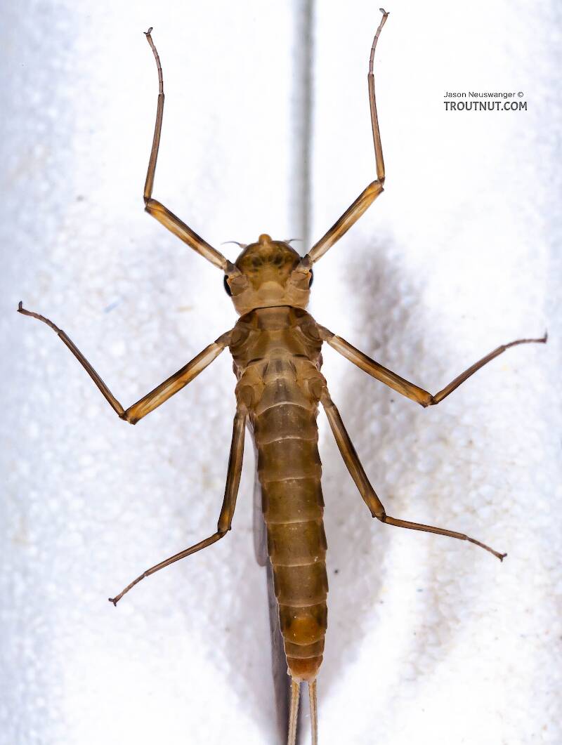 Ventral view of a Female Epeorus frisoni (Heptageniidae) Mayfly Dun from Mystery Creek #23 in New York