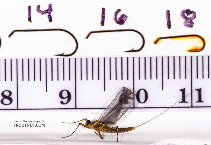 Ruler view of a Male Epeorus frisoni (Heptageniidae) Mayfly Dun from Mystery Creek #23 in New York The smallest ruler marks are 1 mm.