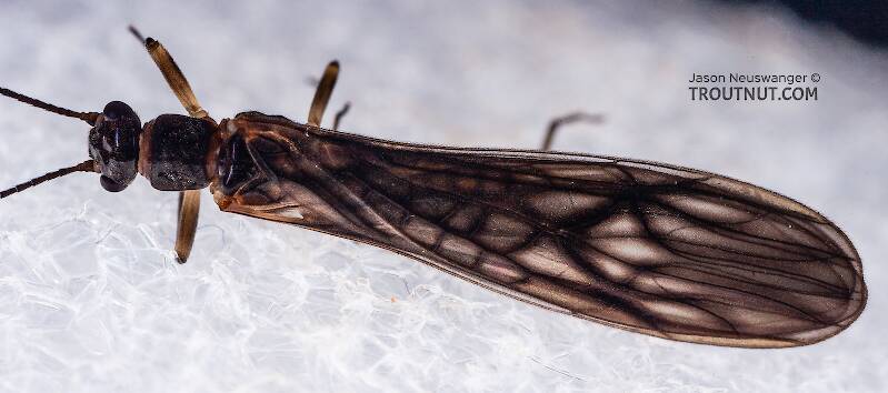 Dorsal view of a Female Amphinemura (Nemouridae) (Tiny Winter Black) Stonefly Adult from Mystery Creek #23 in New York