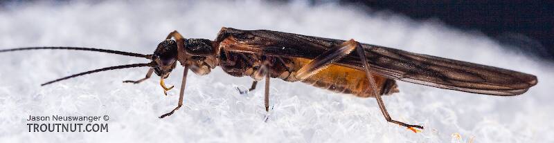 Female Amphinemura (Nemouridae) (Tiny Winter Black) Stonefly Adult from Mystery Creek #23 in New York