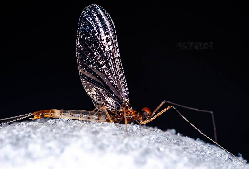 Lateral view of a Male Neoleptophlebia (Leptophlebiidae) Mayfly Spinner from the East Branch of the Delaware River in New York