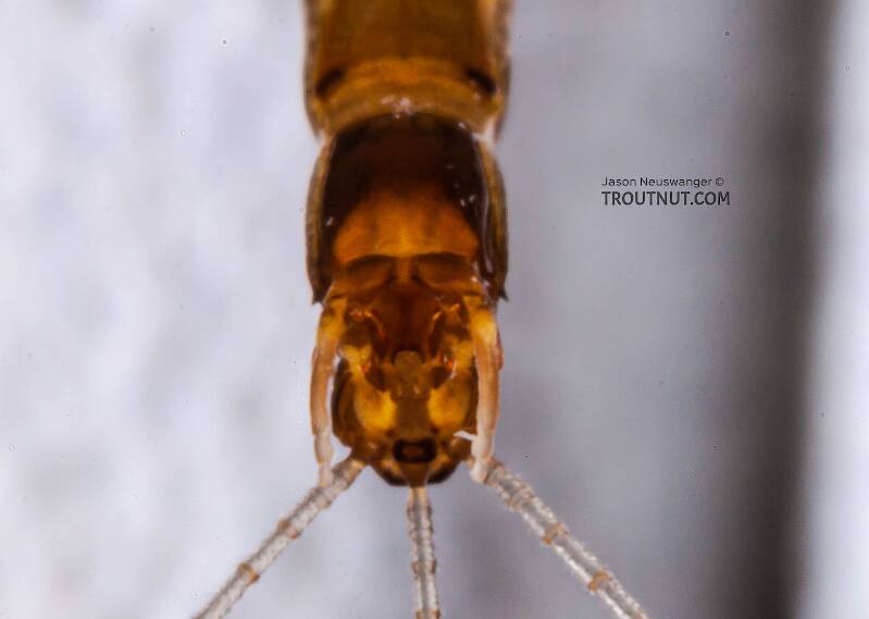 Male Neoleptophlebia (Leptophlebiidae) Mayfly Spinner from the East Branch of the Delaware River in New York