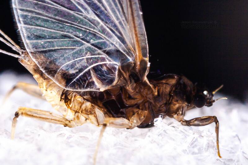 Female Tricorythodes (Leptohyphidae) (Trico) Mayfly Spinner from the Neversink River in New York