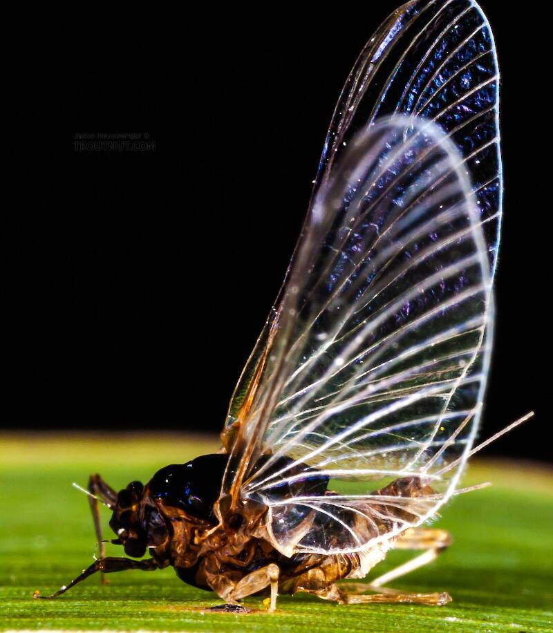 Female Tricorythodes (Leptohyphidae) (Trico) Mayfly Spinner from the Neversink River in New York
