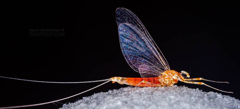 Lateral view of a Female Epeorus vitreus (Heptageniidae) (Sulphur) Mayfly Spinner from Mystery Creek #43 in New York