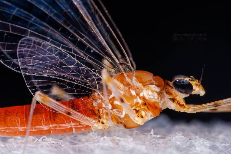 Female Epeorus vitreus (Heptageniidae) (Sulphur) Mayfly Spinner from Mystery Creek #43 in New York