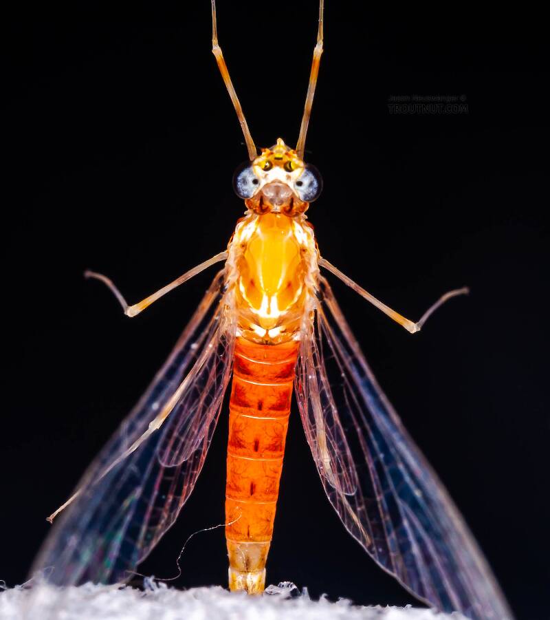 Dorsal view of a Female Epeorus vitreus (Heptageniidae) (Sulphur) Mayfly Spinner from Mystery Creek #43 in New York