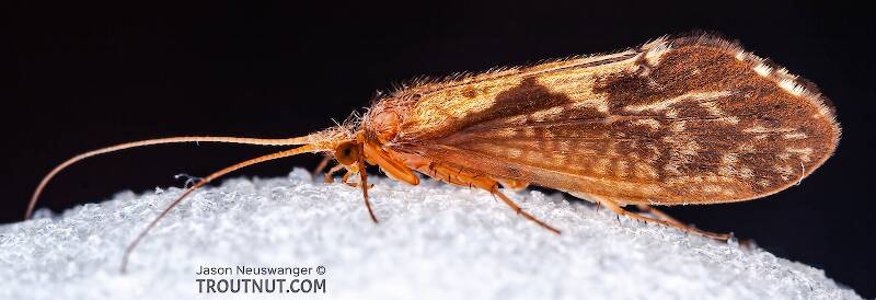 Lateral view of a Female Neophylax (Thremmatidae) (Autumn Mottled Sedge) Caddisfly Adult from Mystery Creek #43 in New York
