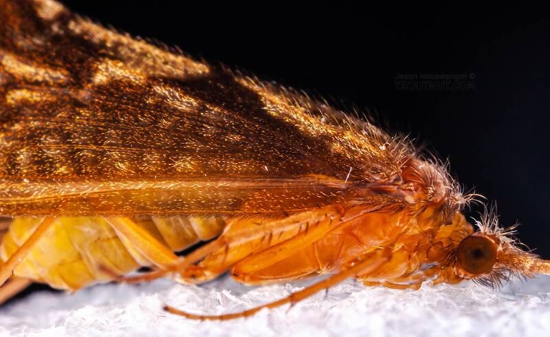 Female Neophylax (Thremmatidae) (Autumn Mottled Sedge) Caddisfly Adult from Mystery Creek #43 in New York