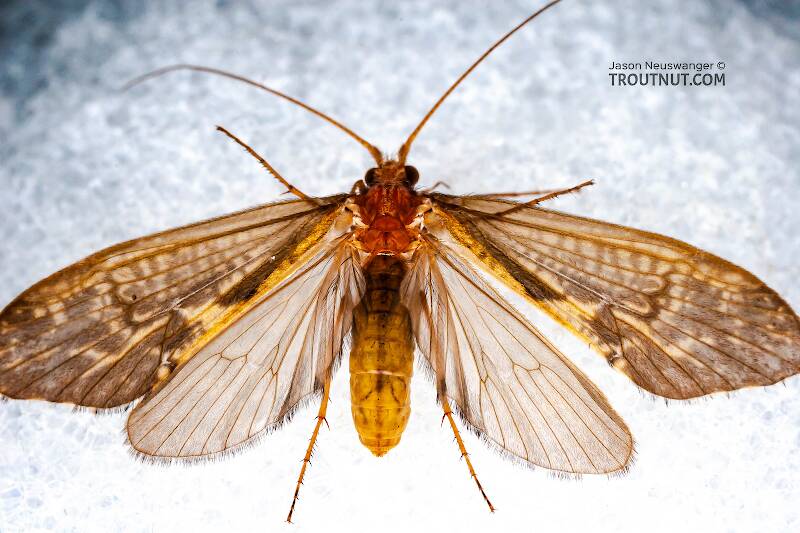 Dorsal view of a Female Neophylax (Thremmatidae) (Autumn Mottled Sedge) Caddisfly Adult from Mystery Creek #43 in New York