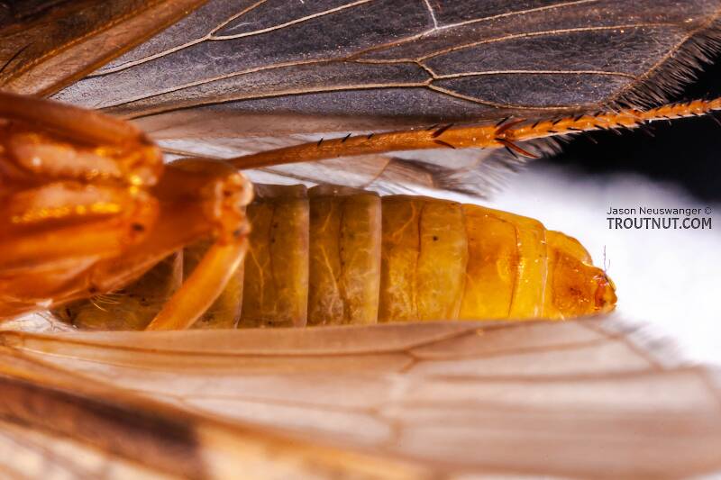 Female Neophylax (Thremmatidae) (Autumn Mottled Sedge) Caddisfly Adult from Mystery Creek #43 in New York