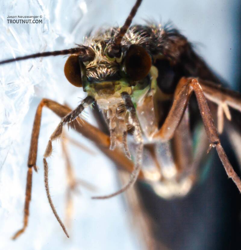 Cheumatopsyche (Hydropsychidae) (Little Sister Sedge) Caddisfly Adult from Mystery Creek #43 in New York
