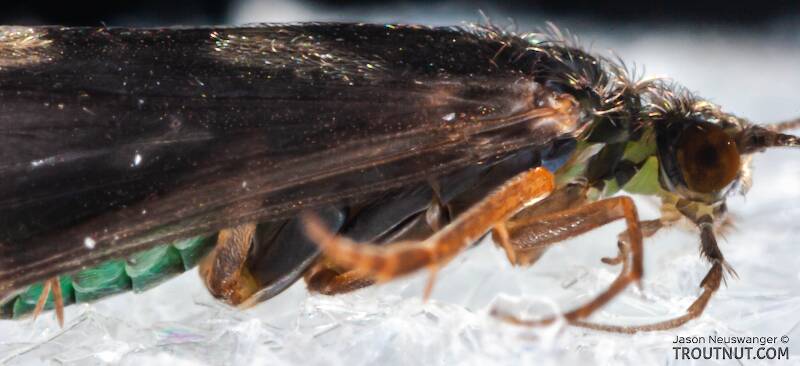 Cheumatopsyche (Hydropsychidae) (Little Sister Sedge) Caddisfly Adult from Mystery Creek #43 in New York
