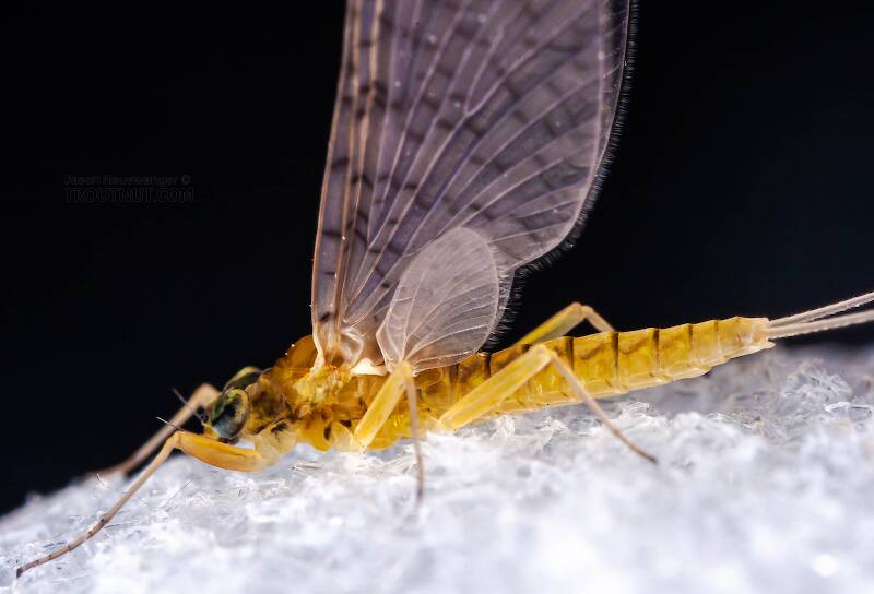 Female Leucrocuta hebe (Heptageniidae) (Little Yellow Quill) Mayfly Dun from Mystery Creek #43 in New York