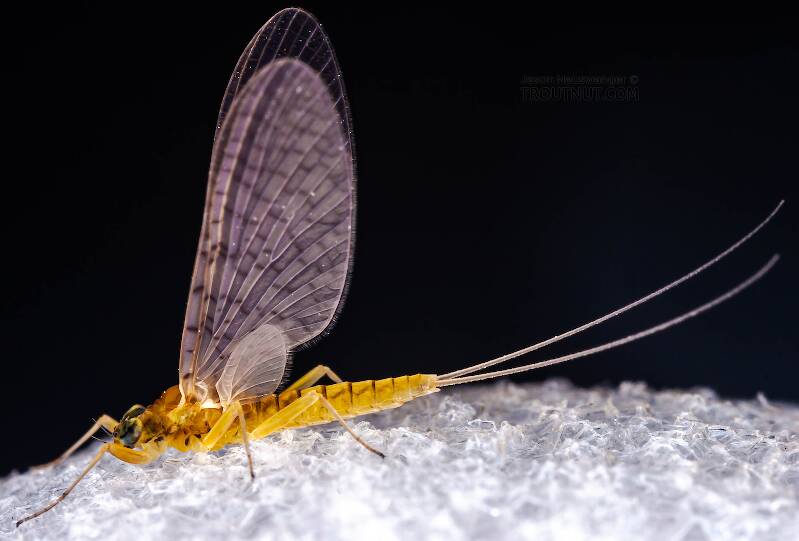 Lateral view of a Female Leucrocuta hebe (Heptageniidae) (Little Yellow Quill) Mayfly Dun from Mystery Creek #43 in New York