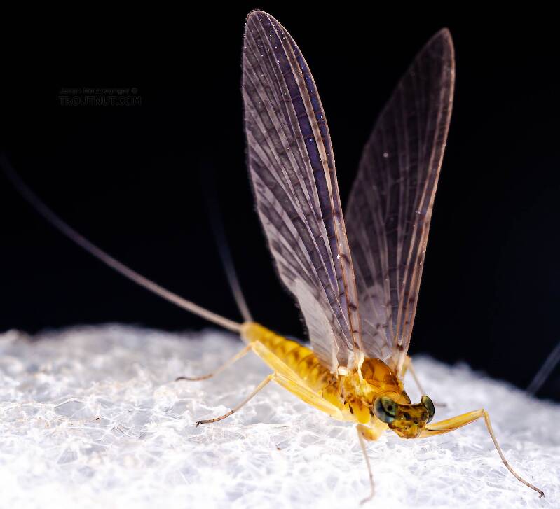 Female Leucrocuta hebe (Heptageniidae) (Little Yellow Quill) Mayfly Dun from Mystery Creek #43 in New York