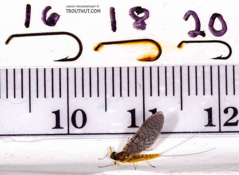 Ruler view of a Female Leucrocuta hebe (Heptageniidae) (Little Yellow Quill) Mayfly Dun from Mystery Creek #43 in New York The smallest ruler marks are 1 mm.