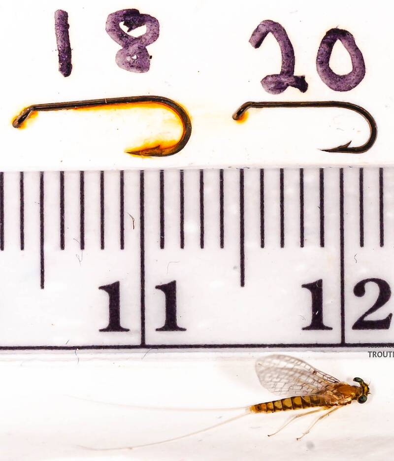 Ruler view of a Female Leucrocuta hebe (Heptageniidae) (Little Yellow Quill) Mayfly Spinner from Mystery Creek #43 in New York The smallest ruler marks are 1 mm.