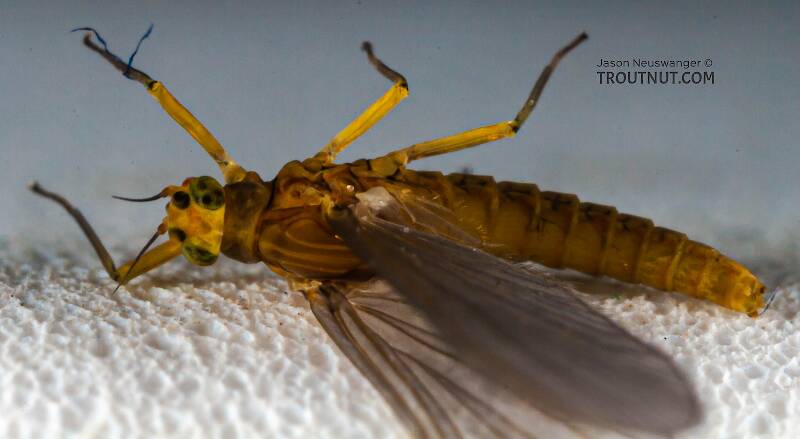 Dorsal view of a Female Baetis (Baetidae) (Blue-Winged Olive) Mayfly Dun from Mystery Creek #43 in New York