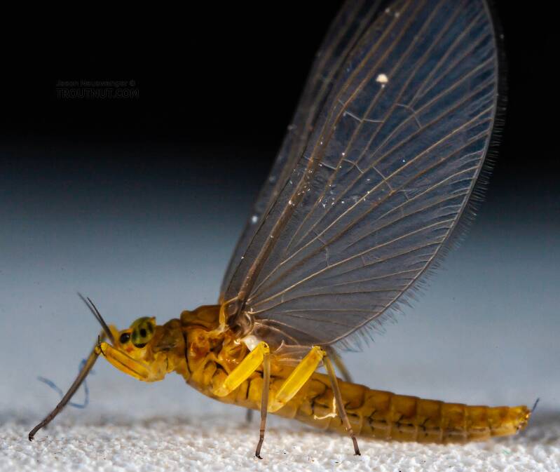 Lateral view of a Female Baetis (Baetidae) (Blue-Winged Olive) Mayfly Dun from Mystery Creek #43 in New York