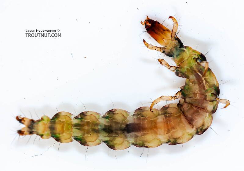 Ventral view of a Rhyacophila mainensis (Rhyacophilidae) (Green Sedge) Caddisfly Larva from Fall Creek in New York