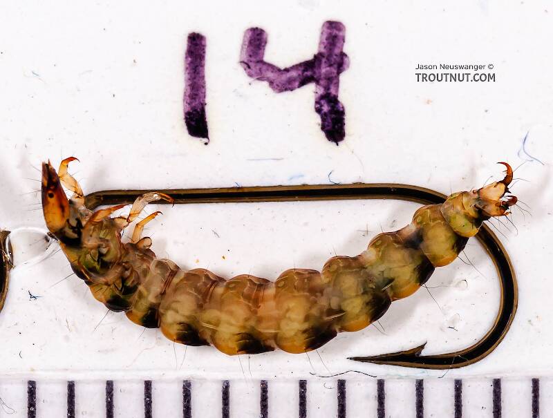 Ruler view of a Rhyacophila mainensis (Rhyacophilidae) (Green Sedge) Caddisfly Larva from Fall Creek in New York The smallest ruler marks are 1 mm.