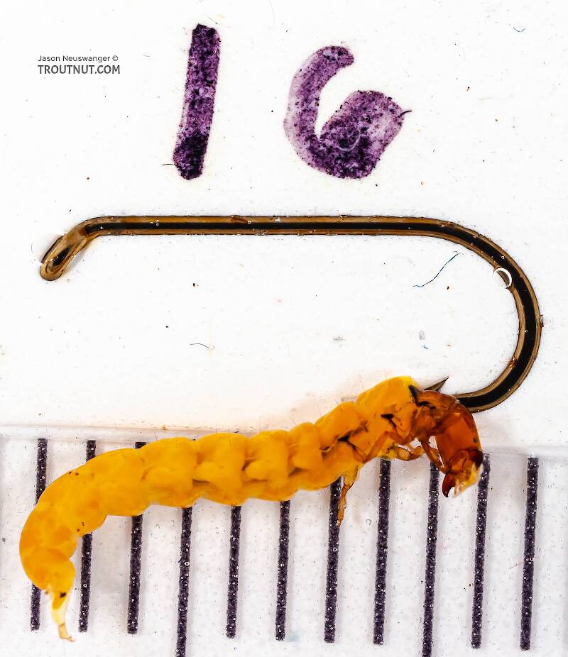 Ruler view of a Chimarra (Philopotamidae) (Little Black Sedge) Caddisfly Larva from Fall Creek in New York The smallest ruler marks are 1 mm.