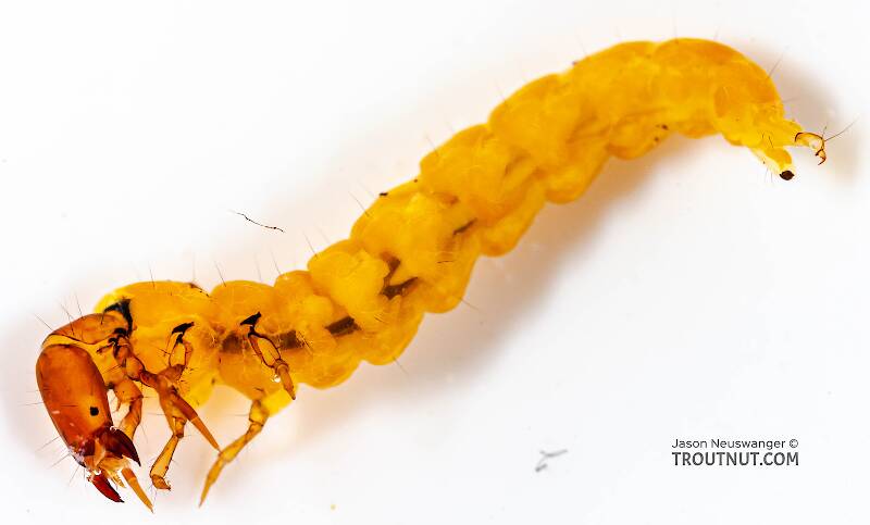 A small caddisfly larva. This golden larva belongs to the family Philopotamidae

Lateral view of a Chimarra (Philopotamidae) (Little Black Sedge) Caddisfly Larva from Fall Creek in New York