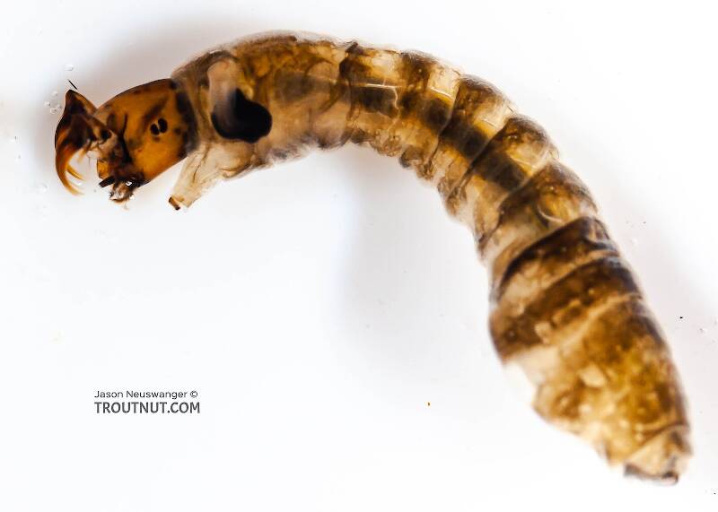 Lateral view of a Simuliidae (Black Fly) True Fly Larva from Fall Creek in New York