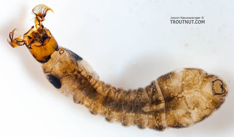 Ventral view of a Simuliidae (Black Fly) True Fly Larva from Fall Creek in New York
