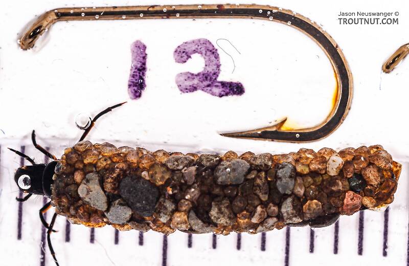 Ruler view of a Psilotreta labida (Odontoceridae) (Dark Blue Sedge) Caddisfly Larva from Fall Creek in New York The smallest ruler marks are 1 mm.