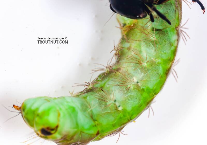 Psilotreta labida (Odontoceridae) (Dark Blue Sedge) Caddisfly Larva from Fall Creek in New York