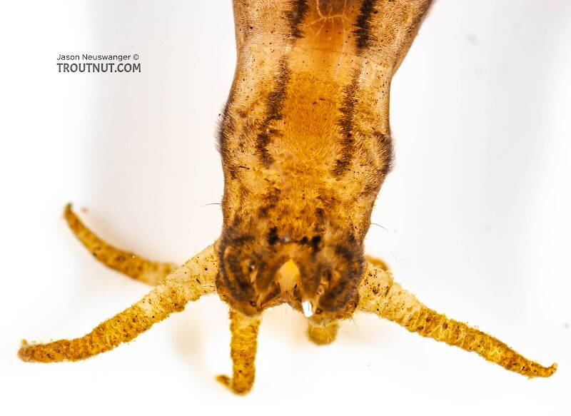 Tipulidae (Crane Fly) True Fly Larva from Fall Creek in New York
