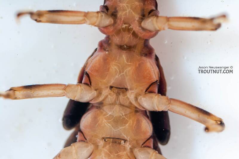 Taenionema atlanticum (Taeniopterygidae) (Willowfly) Stonefly Nymph from Mystery Creek #62 in New York