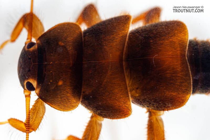 Peltoperla (Peltoperlidae) (Roachfly) Stonefly Nymph from Mystery Creek #62 in New York