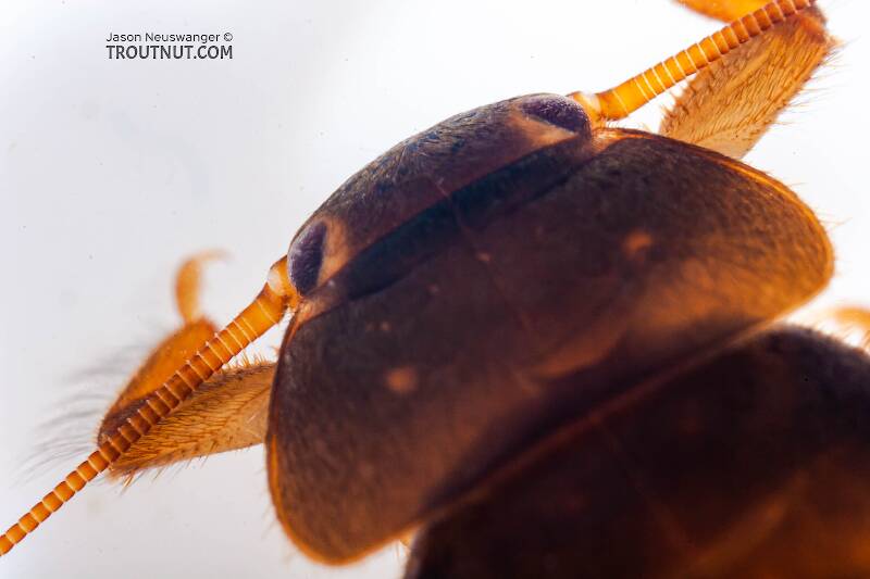 Peltoperla (Peltoperlidae) (Roachfly) Stonefly Nymph from Mystery Creek #62 in New York