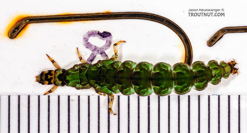 Ruler view of a Rhyacophila fuscula (Rhyacophilidae) (Green Sedge) Caddisfly Larva from Mystery Creek #62 in New York The smallest ruler marks are 1 mm.