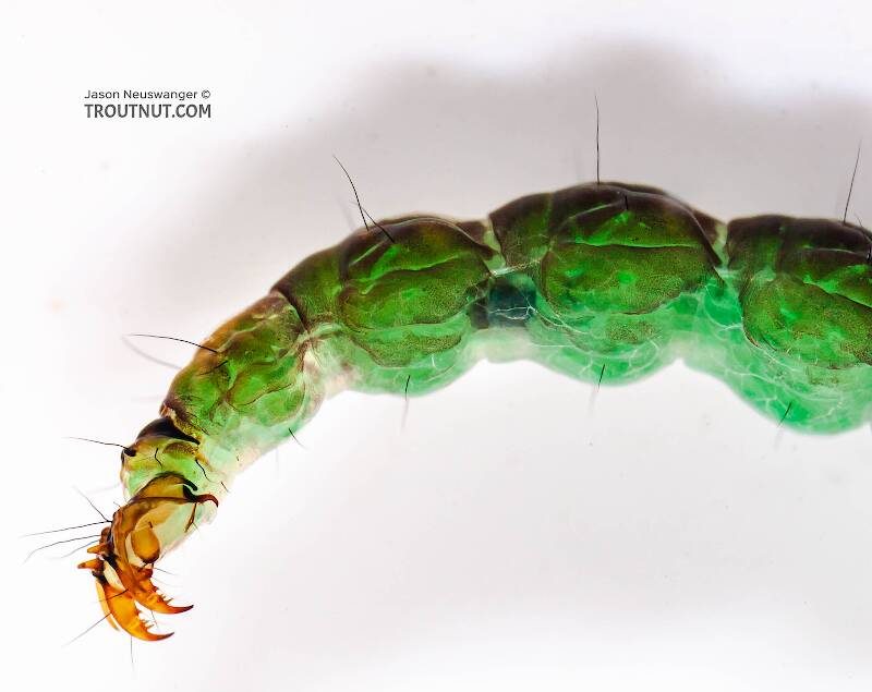 Rhyacophila fuscula (Rhyacophilidae) (Green Sedge) Caddisfly Larva from Mystery Creek #62 in New York