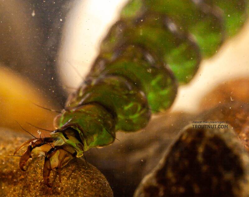 This picture came out poorly, but it still shows pretty well just what effective tools those rear prolegs are for caddis larvae to grip the rocks.  It can be surprisingly hard to pick them up when they're grabbing onto something.

Rhyacophila fuscula (Rhyacophilidae) (Green Sedge) Caddisfly Larva from Mystery Creek #62 in New York