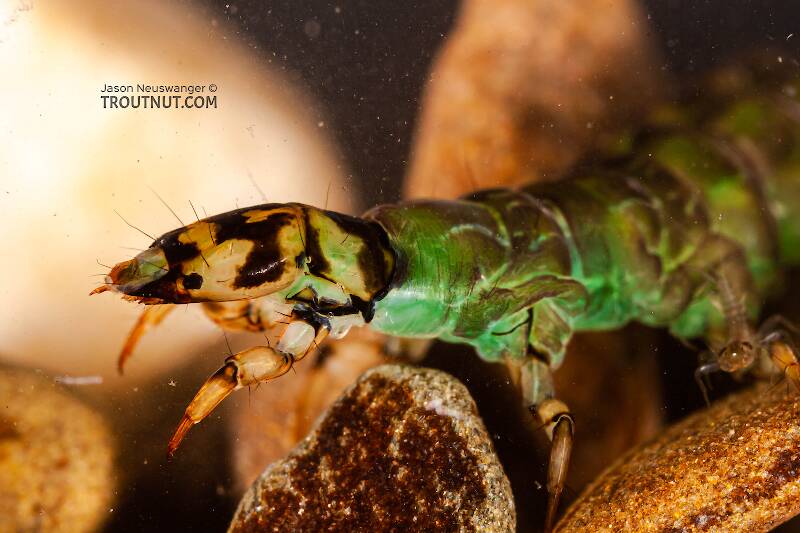 Artistic view of a Rhyacophila fuscula (Rhyacophilidae) (Green Sedge) Caddisfly Larva from Mystery Creek #62 in New York