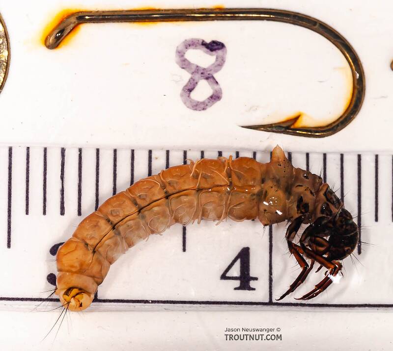 This is a big one.

Ruler view of a Pycnopsyche (Limnephilidae) (Great Autumn Brown Sedge) Caddisfly Larva from Mystery Creek #62 in New York The smallest ruler marks are 1 mm.