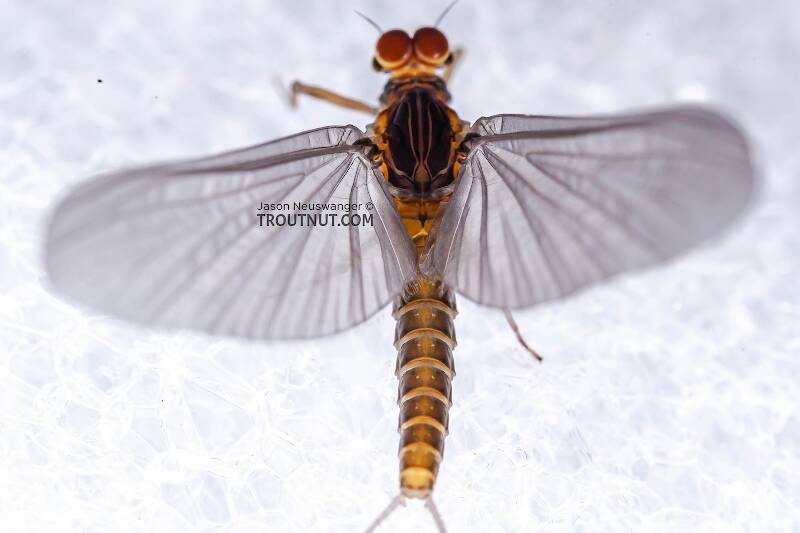 Dorsal view of a Male Baetis tricaudatus (Baetidae) (Blue-Winged Olive) Mayfly Dun from Owasco Inlet in New York
