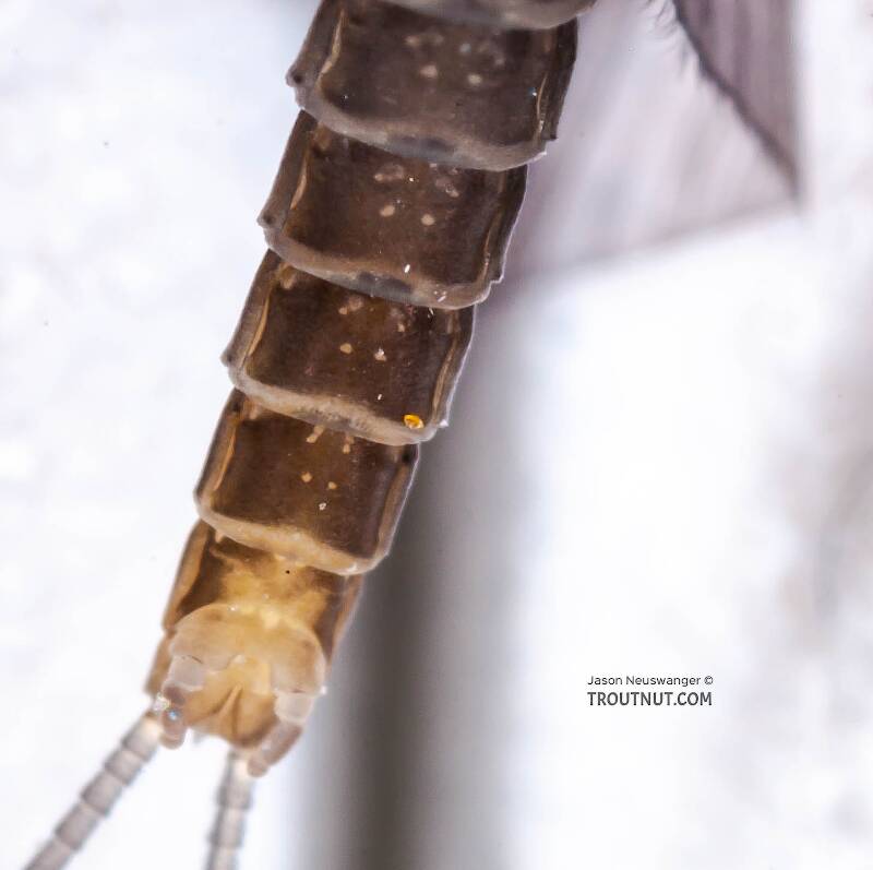 Male Baetis tricaudatus (Baetidae) (Blue-Winged Olive) Mayfly Dun from Owasco Inlet in New York