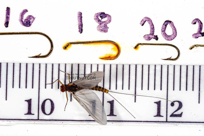 Ruler view of a Male Baetis tricaudatus (Baetidae) (Blue-Winged Olive) Mayfly Dun from Owasco Inlet in New York The smallest ruler marks are 1 mm.